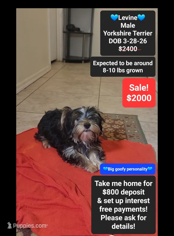 Levine*800 take home – Yorkshire Terrier puppy for sale in Tucson, AZ