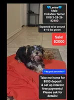Levine*800 take home, a male Yorkshire Terrier for sale in Tucson, AZ – 1 of 3