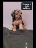 Sawyer, a male Yorkshire Terrier and Poodle - Toy  for sale in Tucson, AZ – 3 of 3