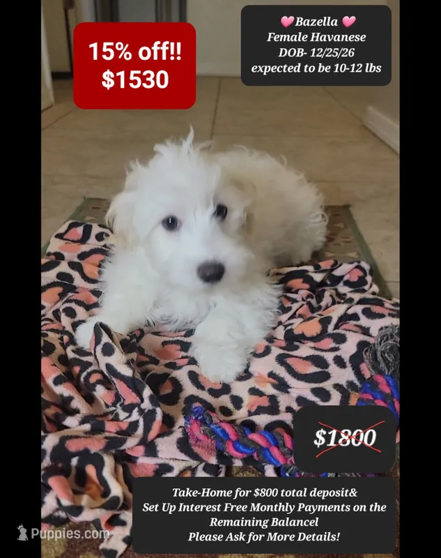 Bazella – Havanese puppy for sale in Tucson, AZ