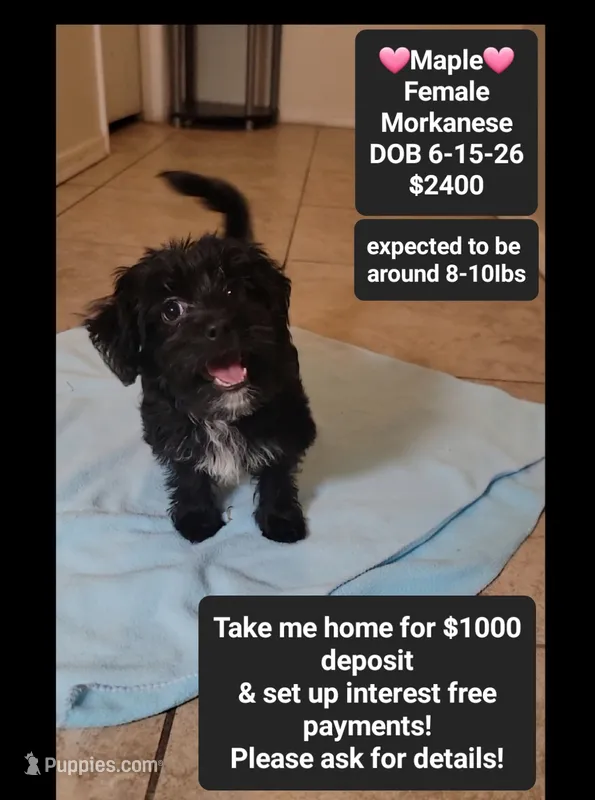 Maple*$1000 take home – Havanese, Morkie puppy for sale in Tucson, AZ
