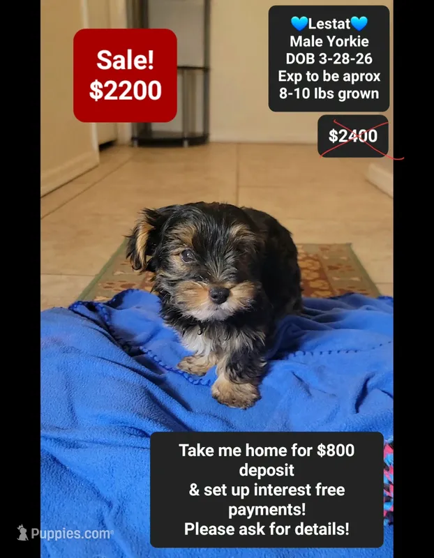 Lestat – Yorkshire Terrier puppy for sale in Tucson, AZ