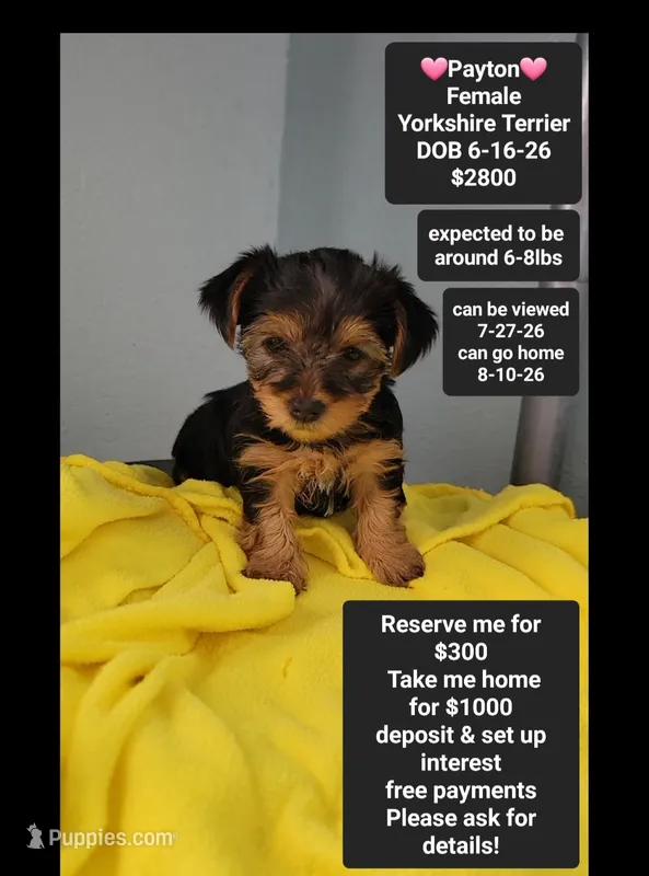 Payton*$1000 take home – Yorkshire Terrier puppy for sale in Tucson, AZ
