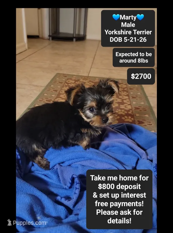 Marty*800 take home – Yorkshire Terrier puppy for sale in Tucson, AZ