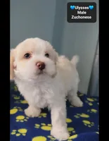 Ulysses, a male Havanese and Shichon for sale in Tucson, AZ – 3 of 3