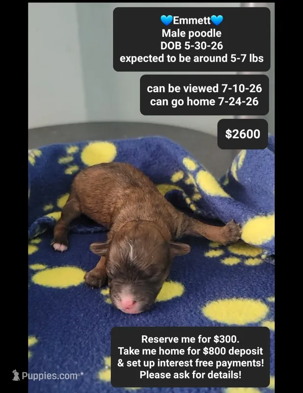 Emmett – Poodle - Toy  puppy for sale in Tucson, AZ