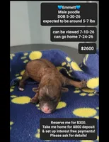 Emmett, a male Poodle - Toy  for sale in Tucson, AZ – 1 of 1