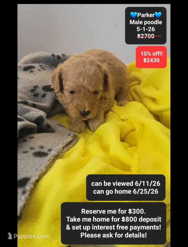 Parker – Poodle - Toy  puppy for sale in Tucson, AZ
