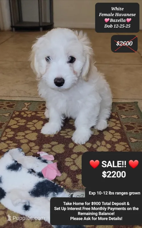 Bazella – Havanese puppy for sale in Tucson, AZ