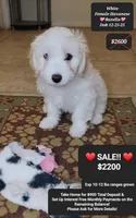 Bazella, a female Havanese for sale in Tucson, AZ – Photo 1 of 2