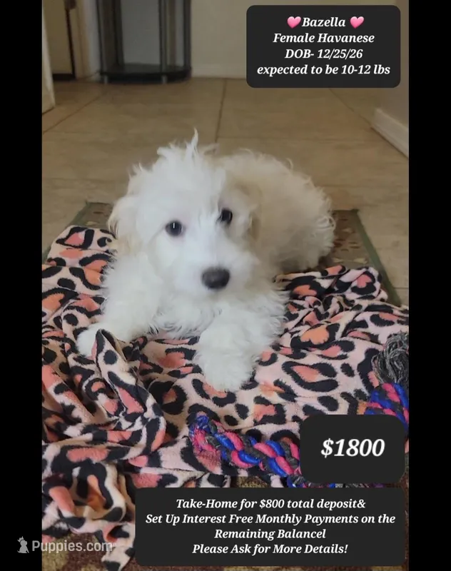 Bazella – Havanese puppy for sale in Tucson, AZ