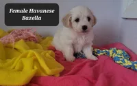 Bazella, a female Havanese for sale in Tucson, AZ – Photo 2 of 3