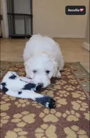 Bazella, a female Havanese for sale in Tucson, AZ – Photo 2 of 2
