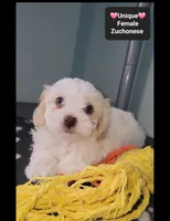 Unique, a female Havanese and Shichon for sale in Tucson, AZ – 2 of 3