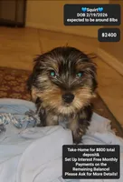 Squirt, a male Yorkshire Terrier for sale in Tucson, AZ – 1 of 1