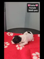 Sailor*1000 take home, a female Maltipoo for sale in Tucson, AZ – 2 of 3
