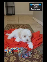 Ulysses*800 take home, a male Havanese and Shichon for sale in Tucson, AZ – 2 of 3