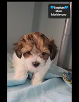 Stephan, a male Poodle - Toy  and Morkie for sale in Tucson, AZ – 3 of 3