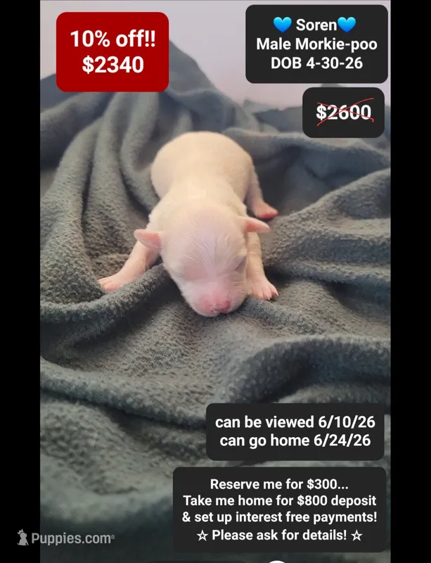 Soren – Poodle - Toy , Morkie puppy for sale in Tucson, AZ