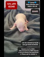 Soren, a male Poodle - Toy  and Morkie for sale in Tucson, AZ – 1 of 1