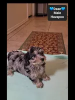 Dean*1000 take home, a male Havanese and Poodle - Toy  for sale in Tucson, AZ – 3 of 3