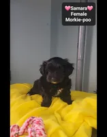 Samara, a female Poodle - Toy  and Morkie for sale in Tucson, AZ – 2 of 3