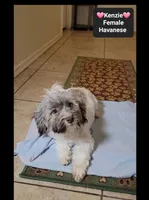 Kenzie*900 take home, a female Havanese for sale in Tucson, AZ – 3 of 3