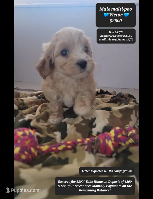 Victor – Maltipoo puppy for sale in Tucson, AZ