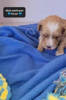 Victor, a male Maltipoo for sale in Tucson, AZ – Photo 3 of 3