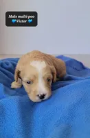 Victor, a male Maltipoo for sale in Tucson, AZ – Photo 2 of 3