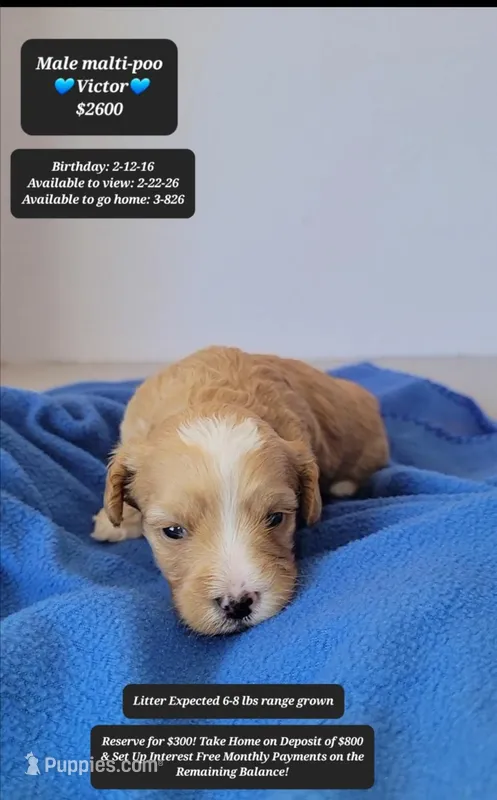 Victor – Maltipoo puppy for sale in Tucson, AZ