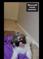 Kenzie*900 take home, a female Havanese for sale in Tucson, AZ – 3 of 3