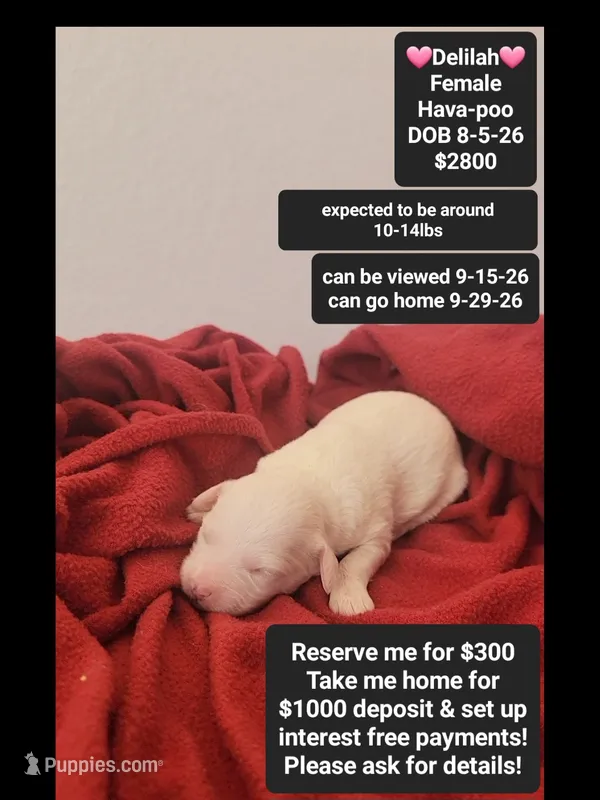 Delilah – Havanese, Poodle - Toy  puppy for sale in Tucson, AZ