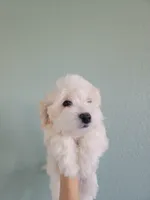 Binette, a female Havanese for sale in Tucson, AZ – Photo 3 of 3