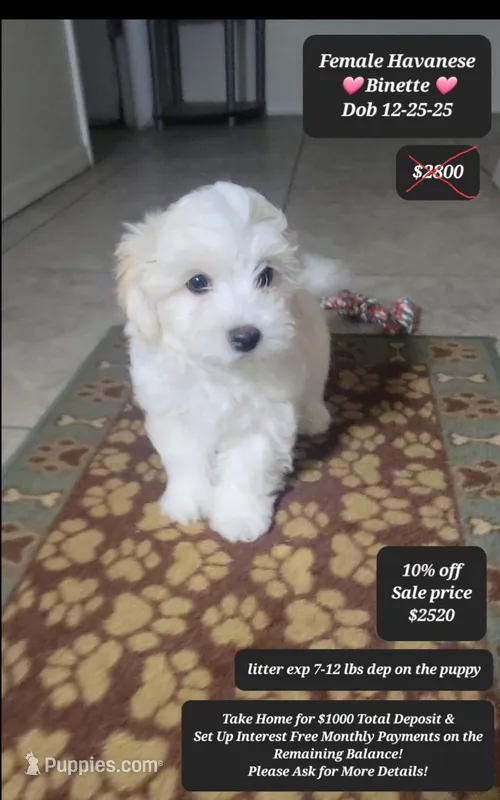 Binette – Havanese puppy for sale in Tucson, AZ