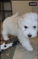 Binette, a female Havanese for sale in Tucson, AZ – Photo 2 of 2