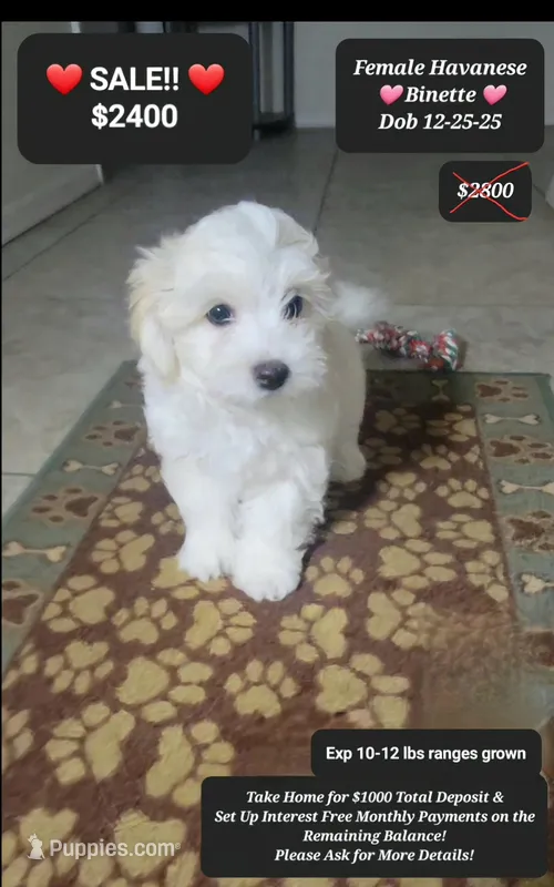 Binette – Havanese puppy for sale in Tucson, AZ