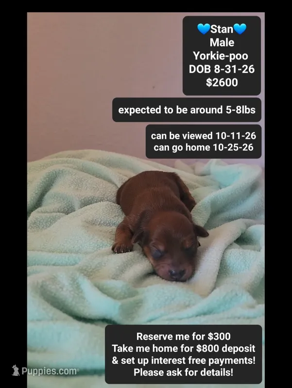 Stan*800 take home – Yorkshire Terrier, Poodle - Toy  puppy for sale in Tucson, AZ