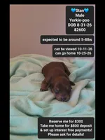 Stan*800 take home, a male Yorkshire Terrier and Poodle - Toy  for sale in Tucson, AZ – 1 of 3
