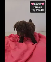 Emma*1000 take home, a female Poodle - Toy  for sale in Tucson, AZ – 3 of 3