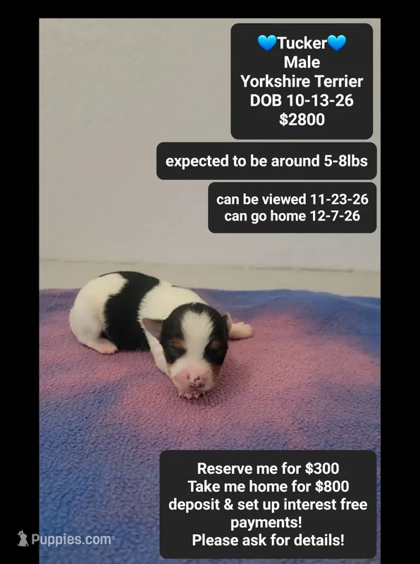 Tucker – Yorkshire Terrier puppy for sale in Tucson, AZ