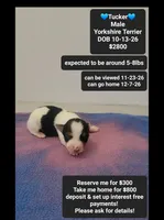 Tucker, a male Yorkshire Terrier for sale in Tucson, AZ – 1 of 3