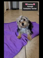 Paisley*1000 take home, a female Yorkshire Terrier for sale in Tucson, AZ – 2 of 3