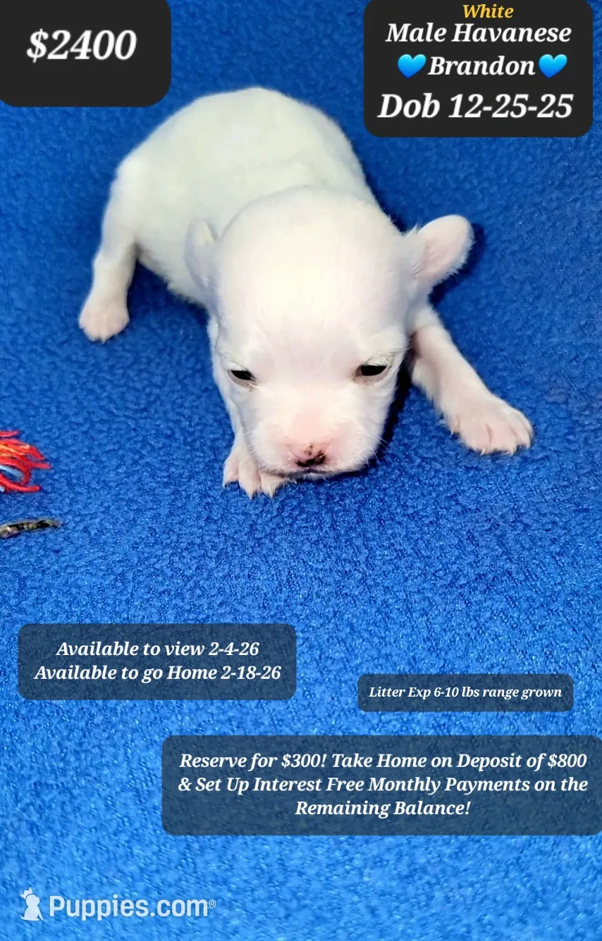 BRANDON☆$800 take home option!