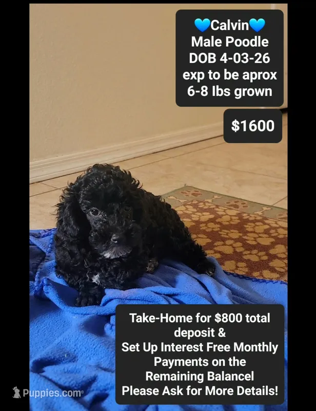calvin – Poodle - Toy  puppy for sale in Tucson, AZ