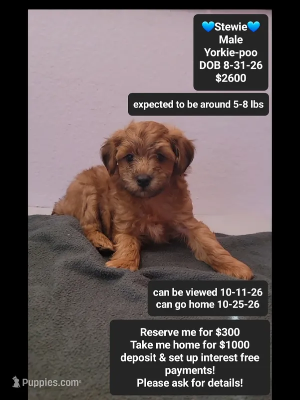 Stewie – Yorkshire Terrier, Poodle - Toy  puppy for sale in Tucson, AZ