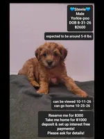 Stewie, a male Yorkshire Terrier and Poodle - Toy  for sale in Tucson, AZ – 1 of 3