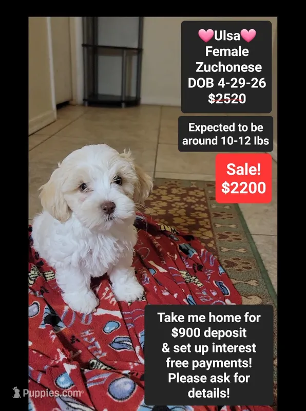 Ulsa*900 take home – Havanese, Shichon puppy for sale in Tucson, AZ