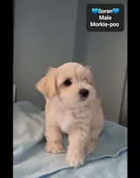 Soren, a male Poodle - Toy  and Morkie for sale in Tucson, AZ – 3 of 3