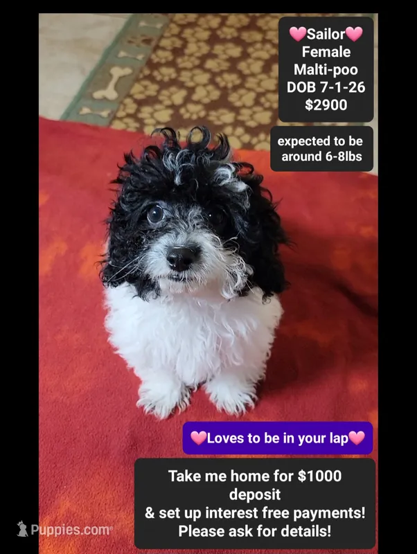 Sailor*1000 take home – Maltipoo puppy for sale in Tucson, AZ